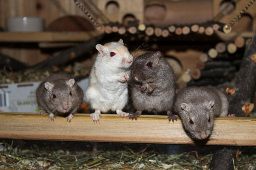 Rennmaus Gruppengröße nagerbau.de